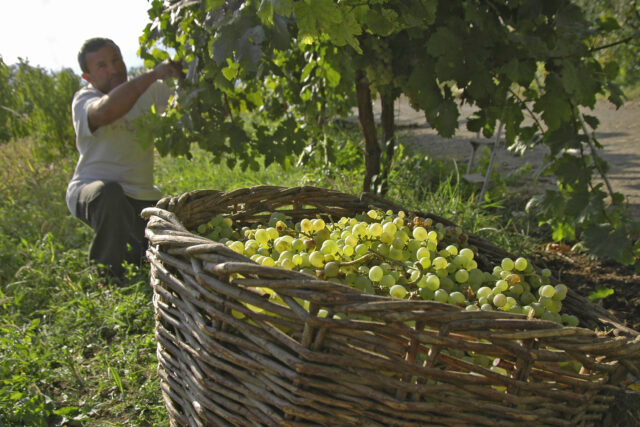 Armenian Wine Guide: Areni & the Oldest Winery