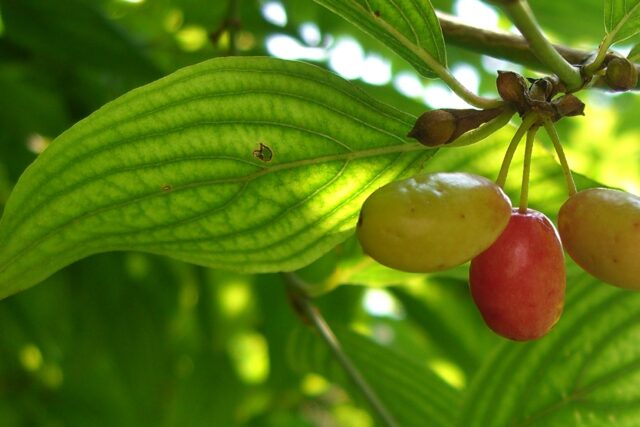 Armenia’s Wild Berries: Hon (Cornelian Cherry) and Chichkhan (Sea Buckthorn)