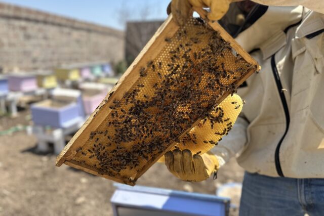 Honey in Syunik: Sisian, Goris and Tatev Beekeeping, the “Sisian Honey” Brand, and How to Buy It